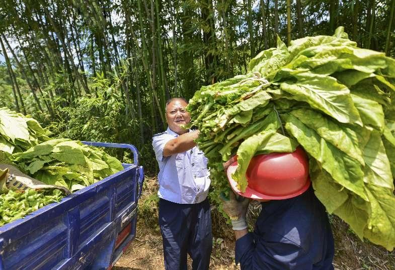 张家界税务局，服务优化与税收征管创新的探索实践